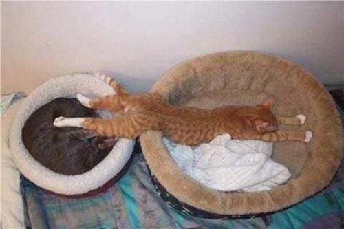  Lazy gatos //