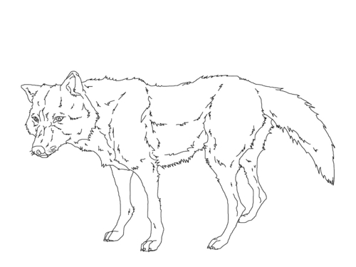  Leah in her loup form