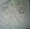 Tigers - drawing photo