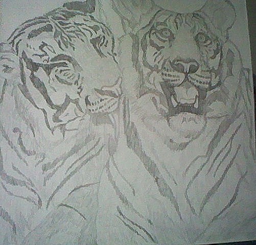 Tigers Drawing Photo 15393814 Fanpop
