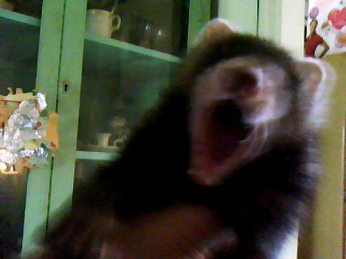  my ferret, chororo-kaya turned into a bad boy