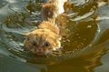 wet cats :)) - random photo