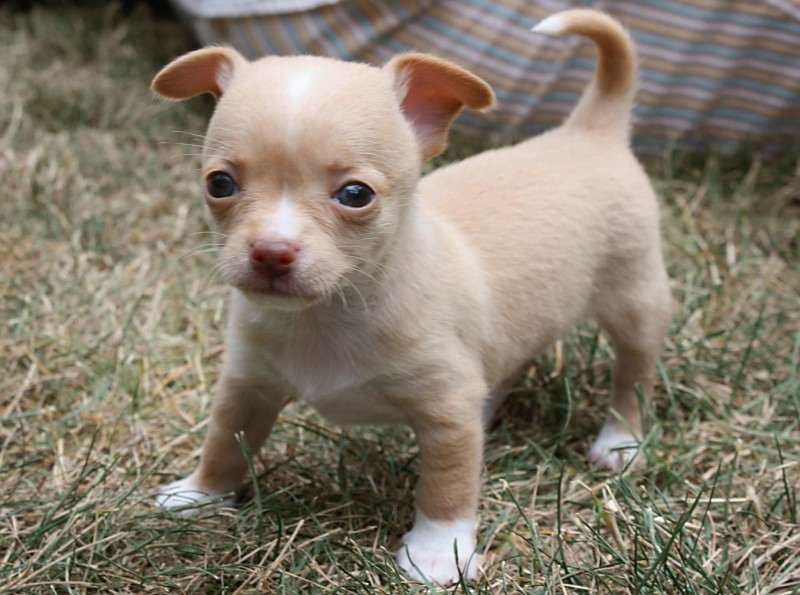 Baby Tiny - Chihuahuas Foto (15435688) - Fanpop