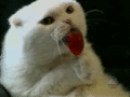 Cat licking a lollipop - candy photo