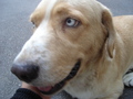 A dog's blue eyes! - eyes photo