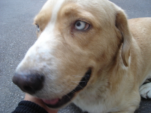  A dog's blue eyes!