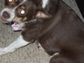 Chihuahua - dogs photo