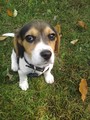 Beagle Pup - dogs photo