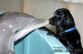 Dolphin & Dog - animals photo