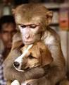 Monky & Dog  - animals photo