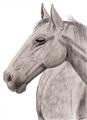 Thouroughbred Horse - drawing photo