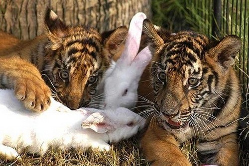  Tiger Babys with a Rabbits