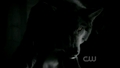 the-vampire-diaries-tv-show - 2x03 Bad Moon Rising - werewolf screencap