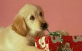 Christmas Puppy - puppies wallpaper