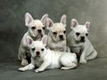 puppies - Cute Puppy wallpaper