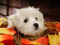 Cute Puppy - puppies wallpaper