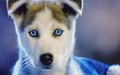 Siberian Husky Puppy - puppies wallpaper