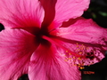 hawiian flower - photography photo