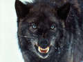 Black Wolf - wolves photo