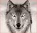 Indian Wolf - wolves icon