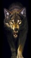 Snarling Wolf - wolves photo