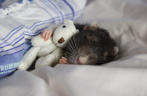  This is DIZZO! xD he is a rat..asleep lmao! ( jk jk! u know i pag-ibig you!!) hahaha