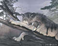 Wolves and Werewolves - wolves photo