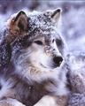 Wolves and Werewolves - wolves photo