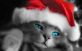 kittens - Christmas Kitty wallpaper