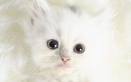  Cute Kitten karatasi la kupamba ukuta
