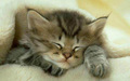 Cute Kitten - kittens wallpaper