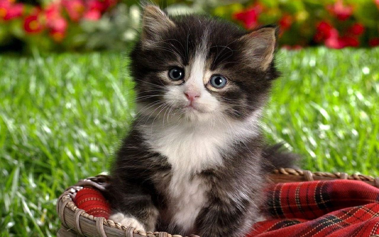 Cute Kitten - Kittens Wallpaper (16096814) - Fanpop