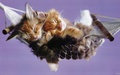 Cute Kittens - kittens wallpaper