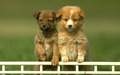 puppies - Cute Puppies wallpaper