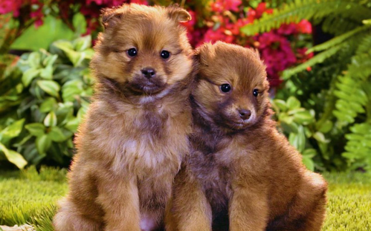 Cute Puppies - Puppies Wallpaper (16094586) - Fanpop