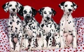 Cute Puppies - puppies wallpaper