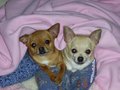 chihuahuas - Lovely Chihuahua wallpaper