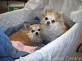 Lovely Chihuahua - chihuahuas photo