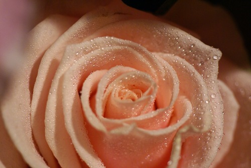  Pretty rose