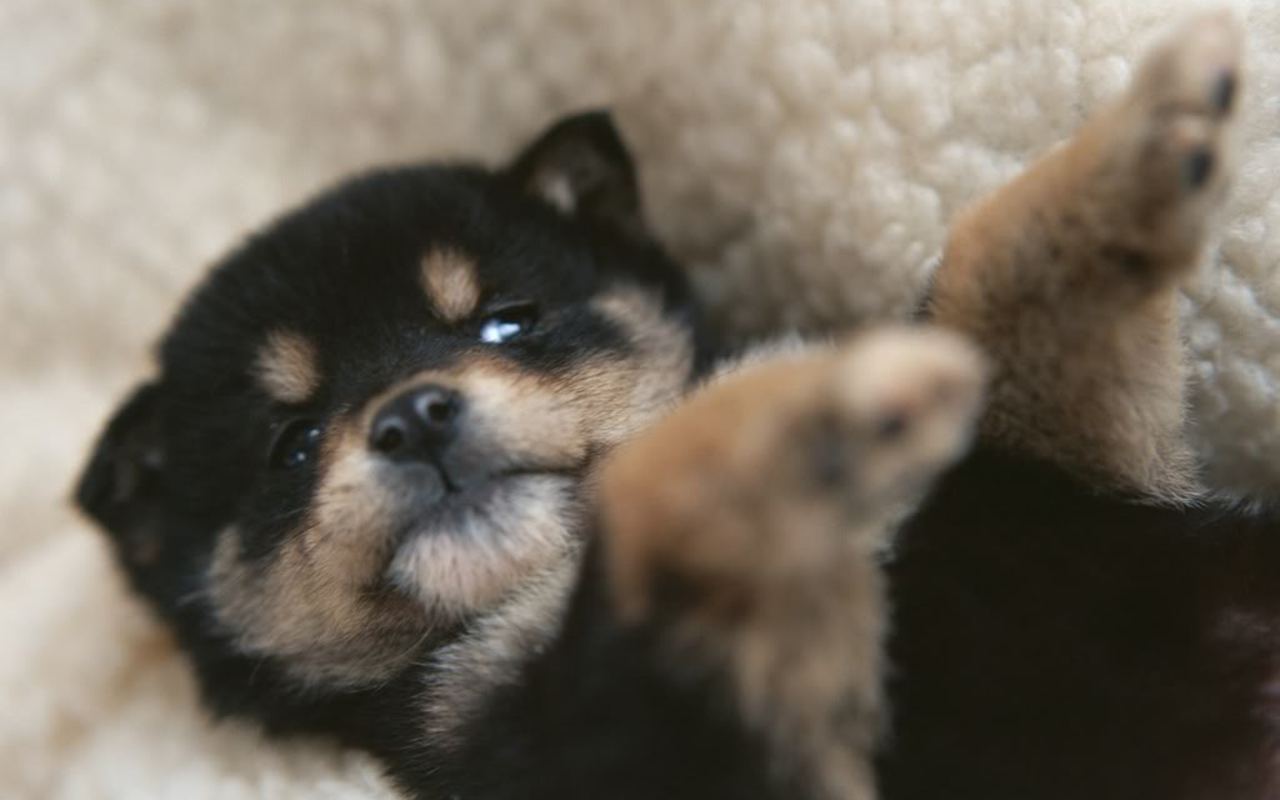 cutest tiny puppies