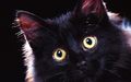 cats - Beautiful Black Cat <3 wallpaper
