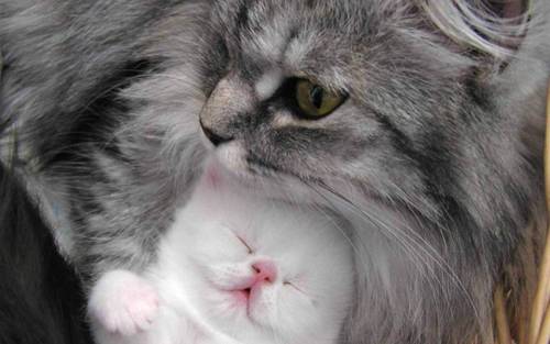  Beautiful Cat and kitten