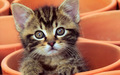 kittens - Cute Kitten wallpaper