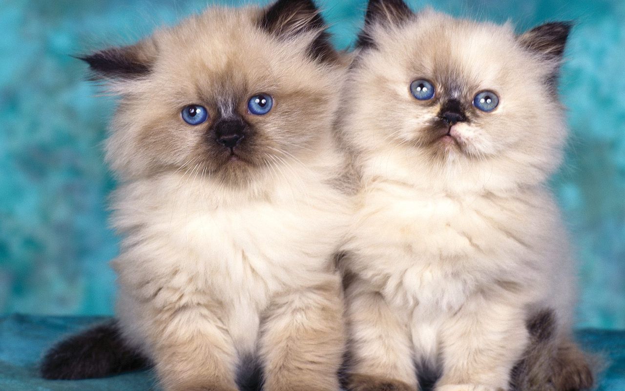 Cute-Kitten-kittens-16122117-1280-800.jp