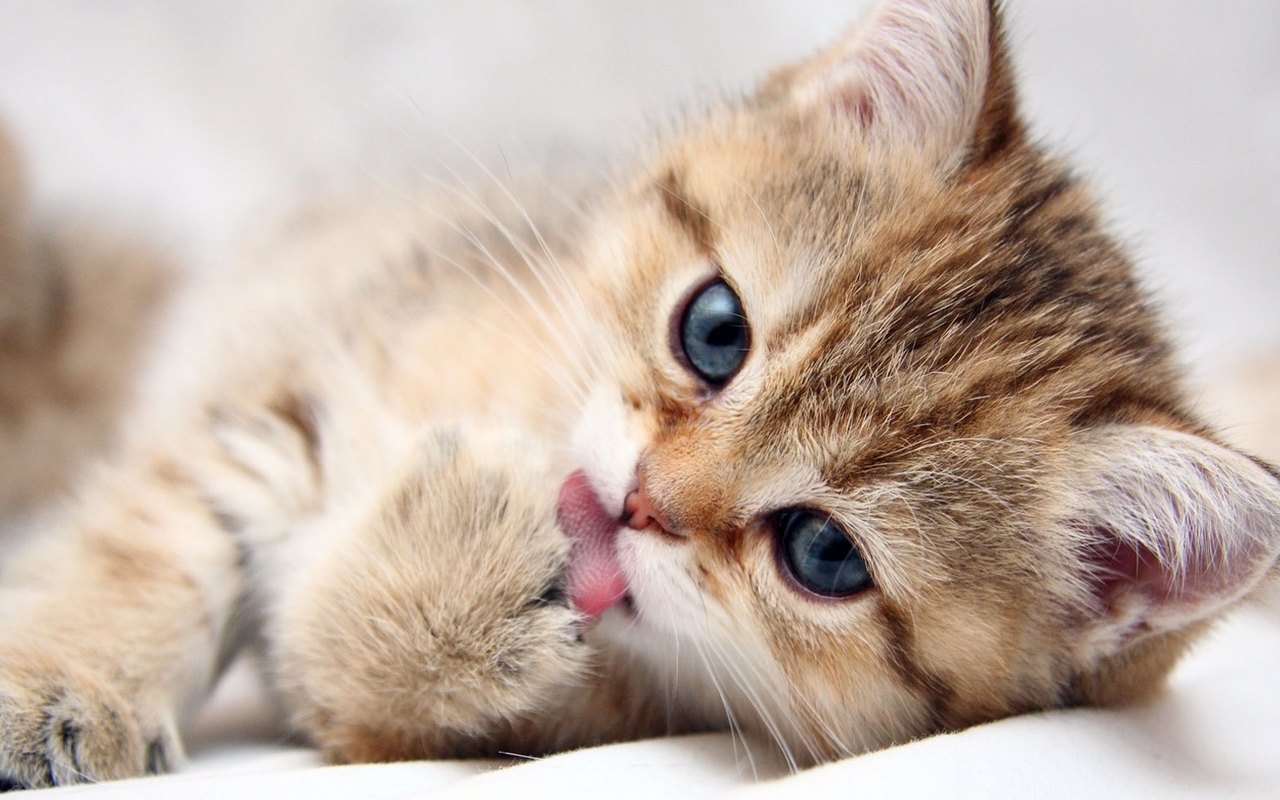 Котки или Кучета? Cute-Kitten-kittens-16122946-1280-800