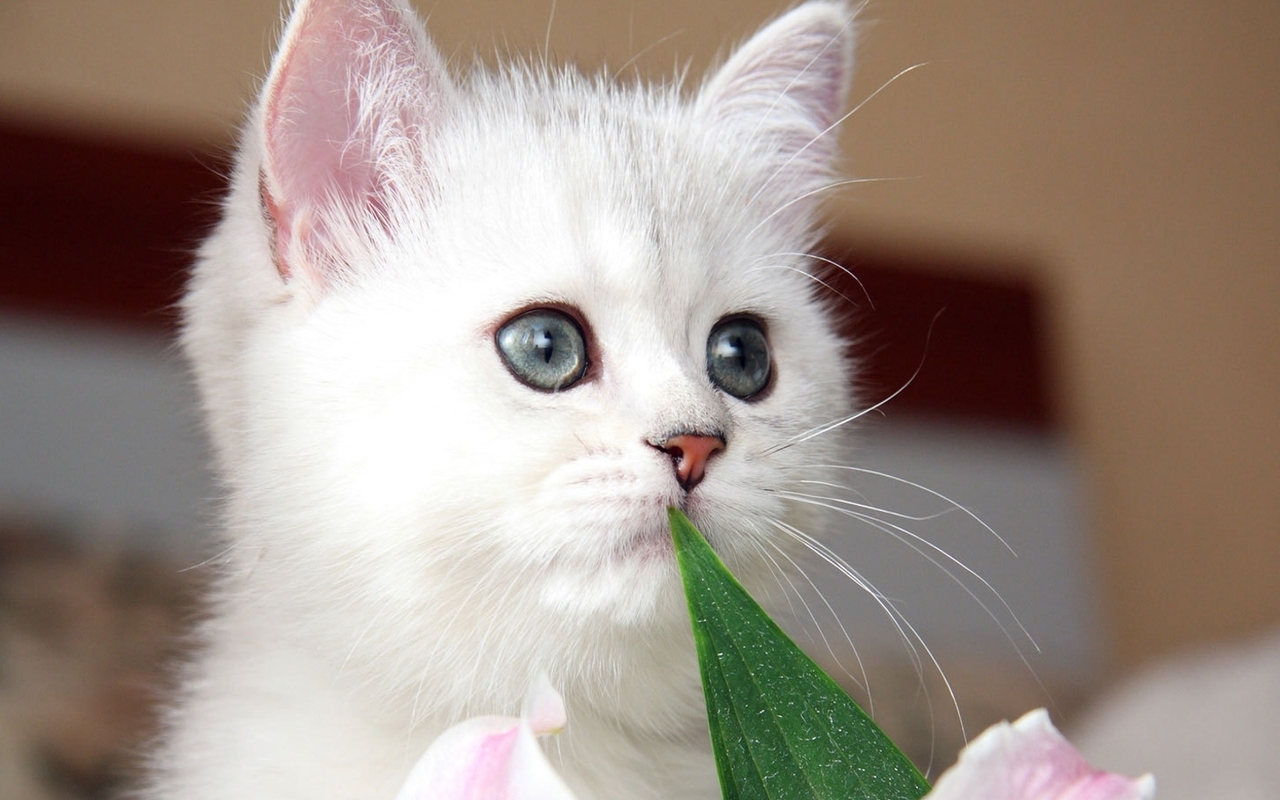 Cute Kitten - Kittens Wallpaper (16123546) - Fanpop