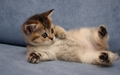 Cute Kitten - kittens wallpaper