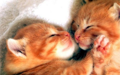 Süße Kätzchen