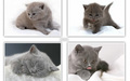kittens - Cute Kittens wallpaper