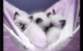 Cute Kittens - kittens wallpaper